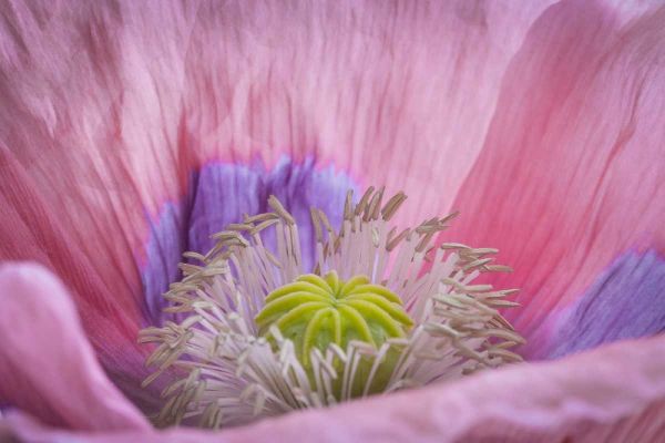 Washington State, Seabeck Inside of poppy flower